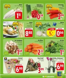 Gazetka promocyjna Edeka - Prospekte - Gazetka - ważna od 06.06 do 06.06.2026 - strona 5 - produkty: beutel, bio, blattspinat, braun, champignon, champignons, cola, deka, eis, hortensie, kohlrabi, Lauchzwiebel, lauchzwiebeln, möhren, paprika, phalaenopsis, radieschen, reis, Rettich, rosen, rucola, salat, spargel, spinat, Spitzpaprika, Ti, topf, Yo, zwiebel, zwiebeln