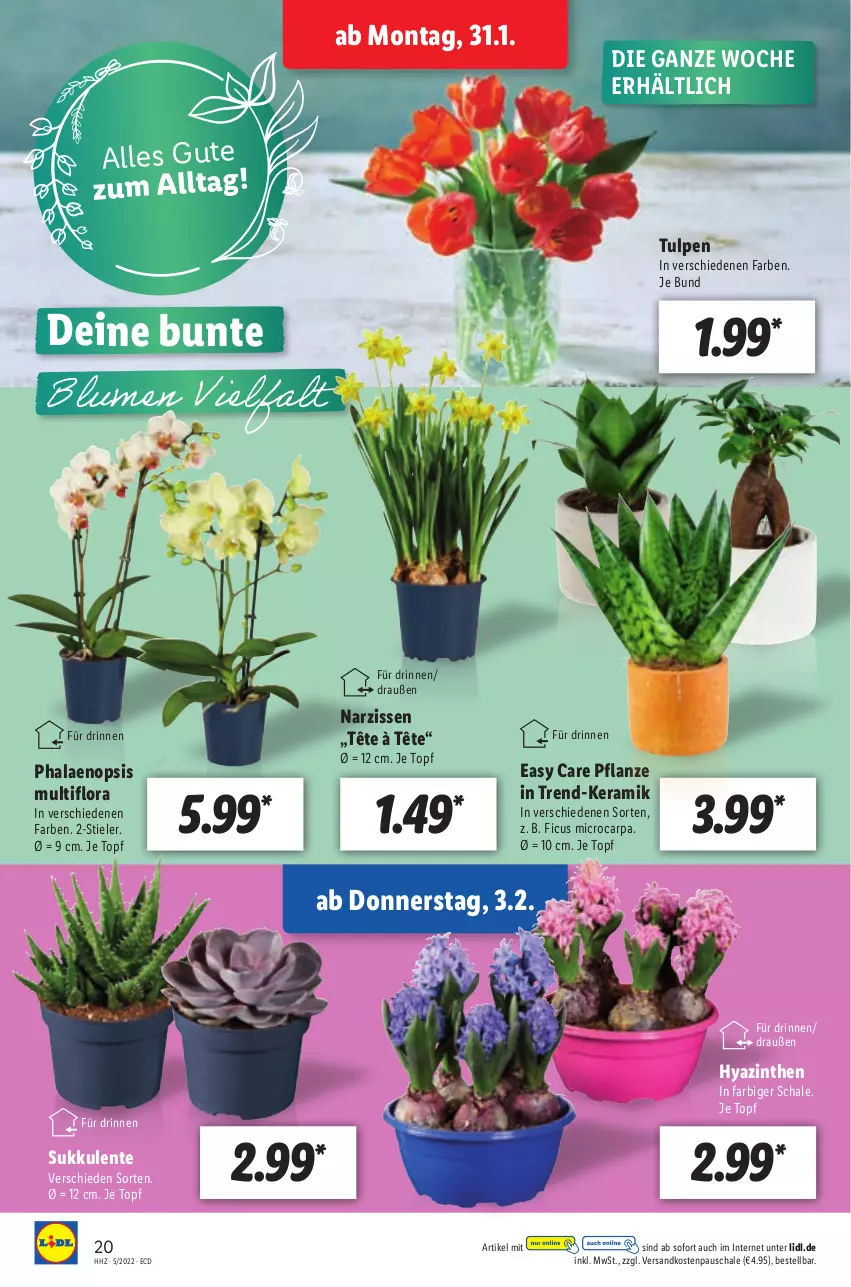 Aktueller Prospekt Lidl - Aktionsprospekt - von 31.01 bis 05.02.2022 - strona 20 - produkty: ente, Ficus, Narzissen, ndk, pflanze, phalaenopsis, Schal, Schale, Sukkulente, Ti, topf