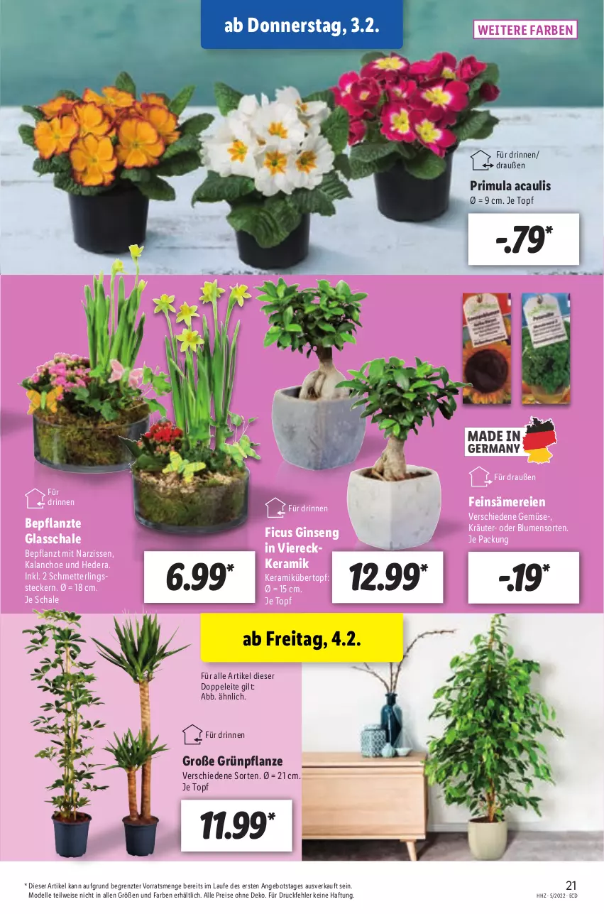 Aktueller Prospekt Lidl - Aktionsprospekt - von 31.01 bis 05.02.2022 - strona 21 - produkty: angebot, blume, blumen, dell, eis, elle, Ficus, gin, Kalanchoe, kräuter, Mett, Mode, Narzissen, pflanze, reis, Schal, Schale, Schmetterling, Ti, topf, übertopf, ZTE