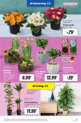 Gazetka promocyjna Lidl - Aktionsprospekt - Gazetka - ważna od 05.02 do 05.02.2022 - strona 21 - produkty: angebot, blume, blumen, dell, eis, elle, Ficus, gin, Kalanchoe, kräuter, Mett, Mode, Narzissen, pflanze, reis, Schal, Schale, Schmetterling, Ti, topf, übertopf, ZTE