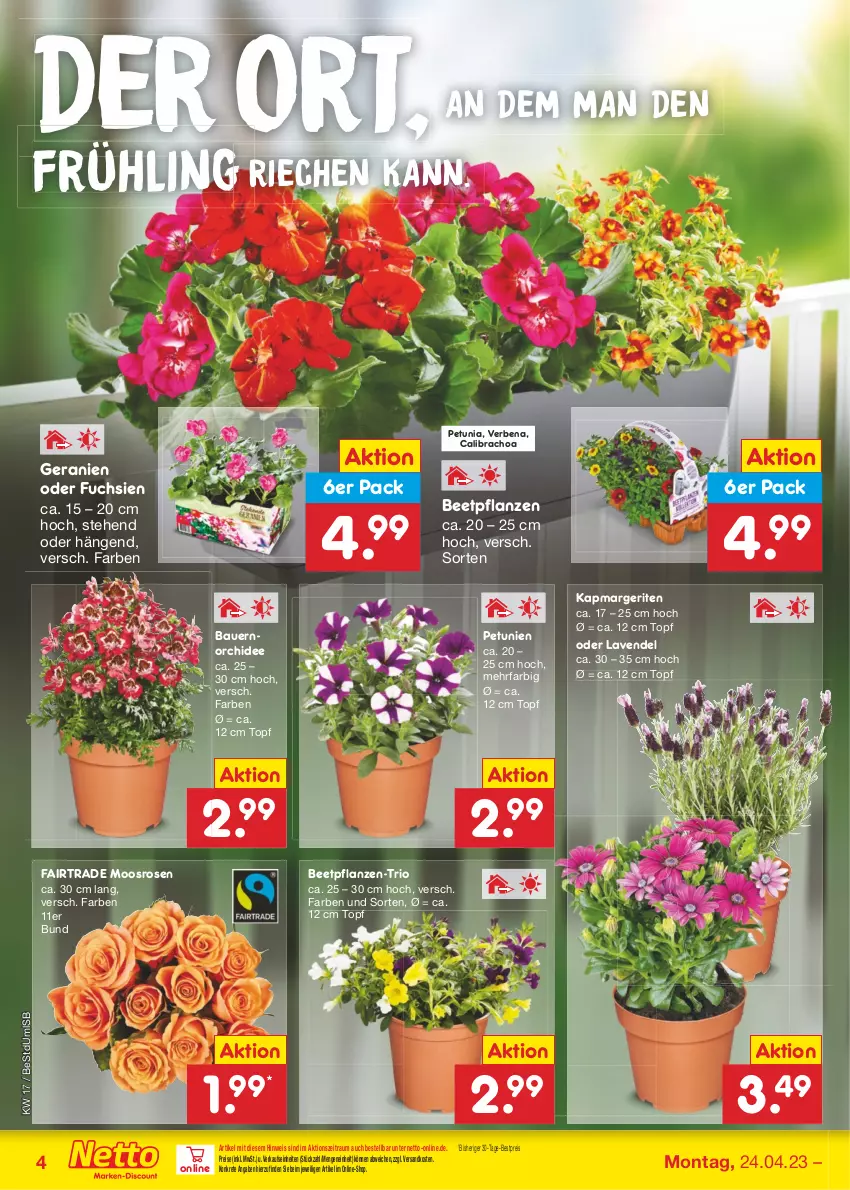 Aktueller Prospekt Netto Marken-Discount - Filial-Angebote - von 24.04 bis 29.04.2023 - strona 4 - produkty: auer, Bau, Bauer, beetpflanzen, bestpreis, calibrachoa, eis, geranie, geranien, lavendel, ndk, orchidee, petunie, petunien, pflanze, pflanzen, reis, rosen, Ti, topf