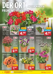 Gazetka promocyjna Netto Marken-Discount - Filial-Angebote - Gazetka - ważna od 29.04 do 29.04.2023 - strona 4 - produkty: auer, Bau, Bauer, beetpflanzen, bestpreis, calibrachoa, eis, geranie, geranien, lavendel, ndk, orchidee, petunie, petunien, pflanze, pflanzen, reis, rosen, Ti, topf