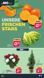 Gazetka promocyjna Netto - Woche 48 - Gazetka - ważna od 02.12 do 02.12.2023 - strona 2 - produkty: chrysanthemen, Kaki, topf, zucker