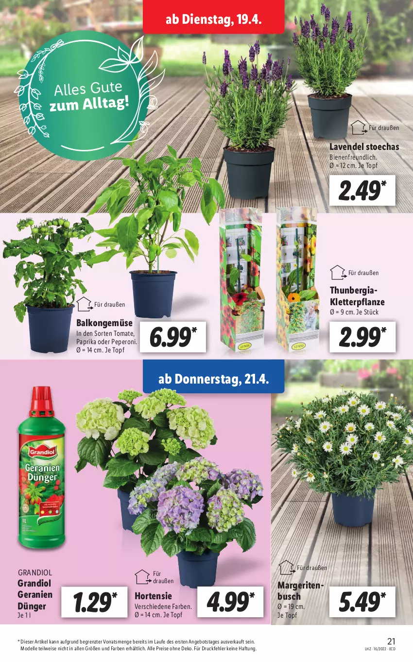 Aktueller Prospekt Lidl - Aktionsprospekt - von 19.04 bis 23.04.2022 - strona 21 - produkty: angebot, dell, dünger, eis, elle, geranie, geranien, hortensie, lavendel, Mode, paprika, peperoni, Peroni, pflanze, reis, Ti, tomate, topf, ZTE