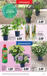 Gazetka promocyjna Lidl - Aktionsprospekt - Gazetka - ważna od 23.04 do 23.04.2022 - strona 21 - produkty: angebot, dell, dünger, eis, elle, geranie, geranien, hortensie, lavendel, Mode, paprika, peperoni, Peroni, pflanze, reis, Ti, tomate, topf, ZTE