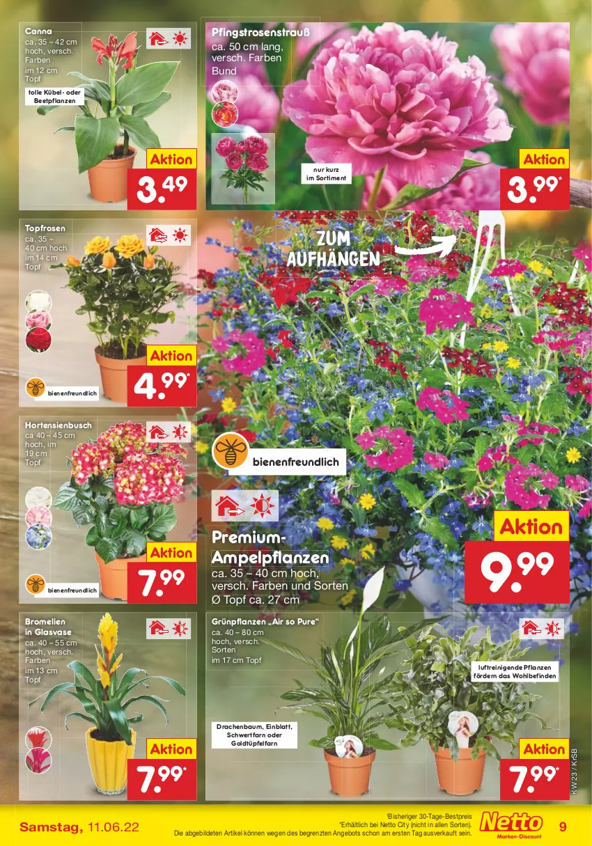 Aktueller Prospekt Netto Marken-Discount - Filial-Angebote - von 07.06 bis 11.06.2022 - strona 9 - produkty: angebot, Bau, beetpflanzen, bestpreis, Bromelie, eis, Grünpflanzen, hortensie, hortensien, mam, Pfingstrosen, pflanze, pflanzen, reis, rosen, Rosenstrauß, Ti, topf, Vase, ZTE