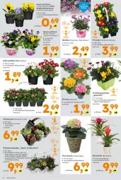 Gazetka promocyjna  - Gazetka - ważna od 09.03 do 09.03.2024 - strona 2 - produkty: abis, Blüte, Bromelie, Hauswurz, hortensie, hydrangea, korb, pflanze, pflanzen, Primeln, Sempervivum, sim, stauden, Ti, topf