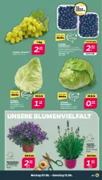 Gazetka promocyjna Netto - Woche 32 - Gazetka - ważna od 12.08 do 12.08.2023 - strona 3 - produkty: beere, beeren, blume, blumen, Campanula, eis, eisbergsalat, heidelbeere, heidelbeeren, lavendel, Ria, sac, salat, spitzkohl, Ti, topf, trauben