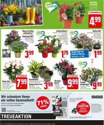 Gazetka promocyjna Edeka - Prospekte - Gazetka - ważna od 04.05 do 04.05.2024 - strona 4 - produkty: aubergine, auer, Bau, Bauer, blume, Campanula, coupon, creme, deka, gin, gurke, gurken, Hauswurz, Kürbis, Landgurken, orchidee, paprika, pflanze, rosen, Sempervivum, Ti, tomate, tomaten, topf, zucchini