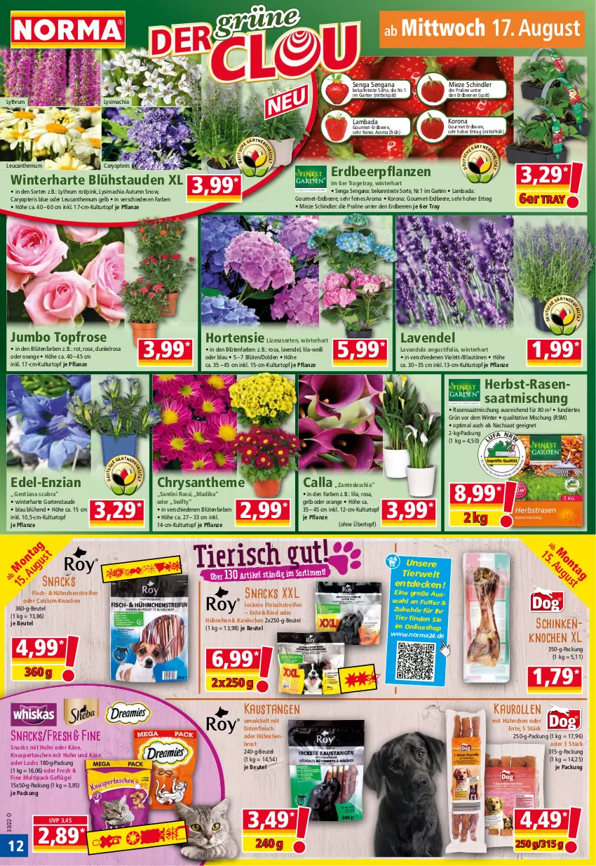 Aktueller Prospekt Norma - Norma - von 15.08 bis 22.08.2022 - strona 12 - produkty: aust, Bad, beere, beeren, beutel, Blüte, Calcium, chia, decke, eis, ente, erdbeere, erdbeeren, Erdbeerpflanze, fisch, fleisch, Garten, Geflügel, hortensie, jumbo, Käse, kulturtopf, lachs, lavendel, mac, orange, pflanze, pflanzen, rasen, reifen, rind, rum, rwe, schinken, sim, snack, snacks, stauden, Tasche, taschen, Ti, topf, übertopf, WICK, Yo