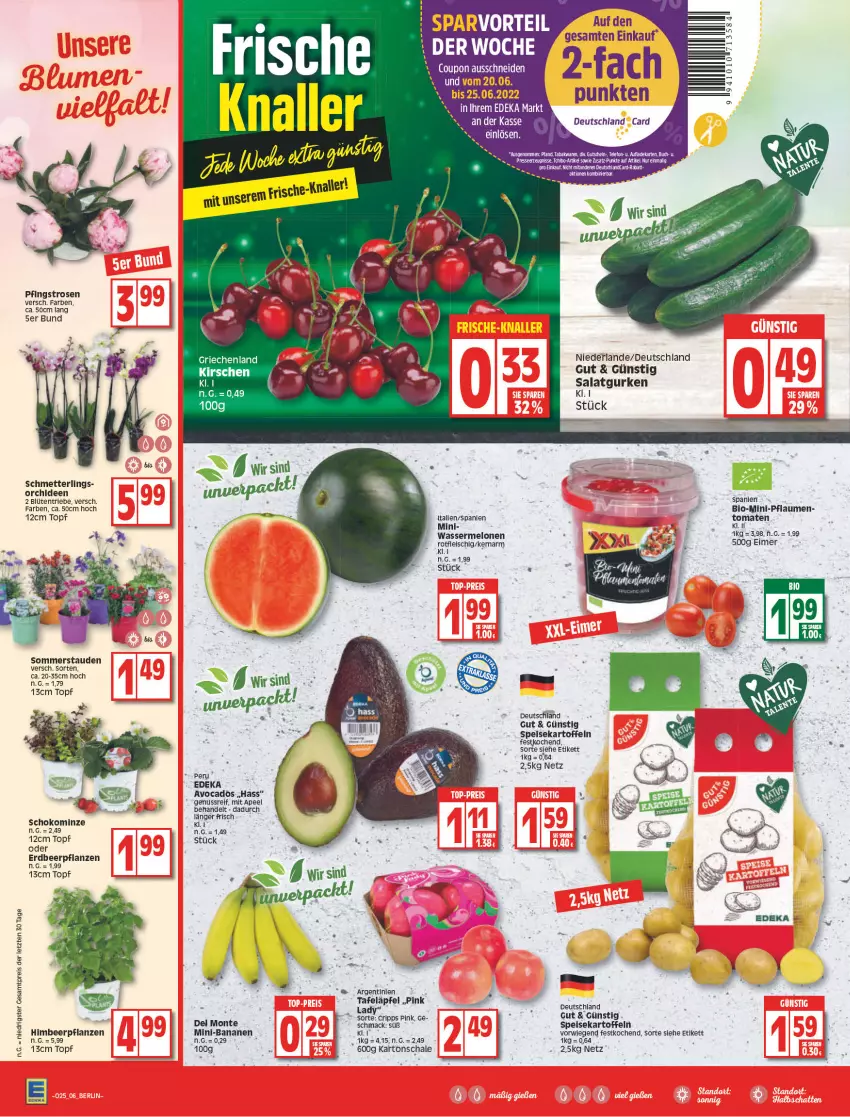 Aktueller Prospekt Edeka - Angebote der Woche - von 20.06 bis 25.06.2022 - strona 6 - produkty: avocado, avocados, banane, bananen, bio, Blüte, buch, coupon, deka, deutschlandcard, eimer, eis, Erdbeerpflanze, gurke, gurken, gutschein, himbeer, HP, kartoffel, kartoffeln, kirsch, kirsche, kirschen, mac, melone, melonen, Mett, minze, monte, nuss, orchidee, orchideen, Pfingstrosen, pflanze, pflanzen, pflaume, pflaumen, reis, rosen, salat, Salatgurke, salatgurken, Schal, Schale, Schmetterling, schoko, speisekartoffeln, stauden, tafeläpfel, Tchibo, tee, Ti, tomate, tomaten, topf, wasser, wassermelone, wassermelonen, ZTE