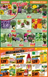 Gazetka promocyjna Norma - Norma - Gazetka - ważna od 26.06 do 26.06.2023 - strona 12 - produkty: beere, beeren, beetpflanzen, beutel, blume, blumen, Blüte, bohne, bohnen, brombeere, bügel, chia, Echinacea, eintopf, eis, eistee, ente, flasche, fleisch, früchte, Garten, gin, heidelbeere, himbeer, himbeere, honig, ketchup, kulturtopf, lavendel, LG, lion, mango, melone, orange, oreo, paprika, peperoni, Peroni, petunie, petunien, pfirsich, pflanze, pflanzen, pistazien, rind, rindfleisch, ritter, salz, sim, stauden, Strohblume, suppe, tee, Ti, tisch, tomate, tomaten, tomato ketchup, topf, übertopf, vanille, wasser, wassermelone, zitrone