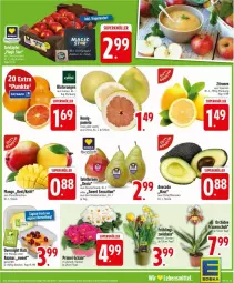 Gazetka promocyjna Edeka - Prospekte - Gazetka - ważna od 24.01 do 24.01.2026 - strona 5 - produkty: ananas, avocado, Becher, Blutorange, honig, mango, orange, orangen, orchidee, payback, Pomelo, Schal, Schale, Ti, topf, zitrone, zitronen