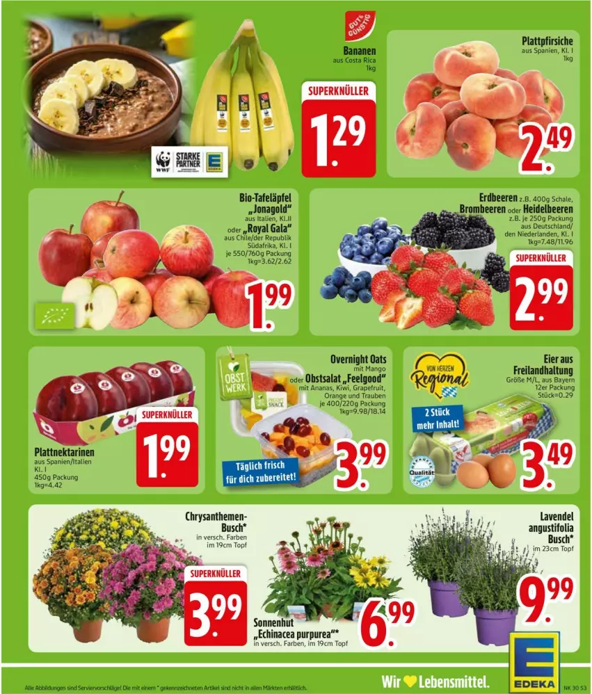 Aktueller Prospekt Edeka - Prospekte - von 20.07 bis 25.07.2026 - strona 5 - produkty: chrysanthemen, Echinacea, lavendel, lebensmittel, Ti, topf