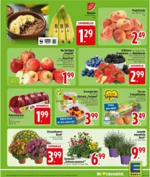 Gazetka promocyjna Edeka - Prospekte - Gazetka - ważna od 25.07 do 25.07.2026 - strona 5 - produkty: chrysanthemen, Echinacea, lavendel, lebensmittel, Ti, topf