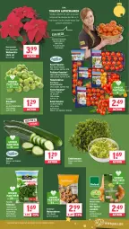 Gazetka promocyjna Wasgau - Gazetka - ważna od 14.12 do 14.12.2024 - strona 7 - produkty: Astra, auer, Berger, beutel, bio, blume, blumen, cocktail, eis, feldsalat, fisch, florette, gurke, gurken, nuss, pralinen, Rauch, reis, rosen, Rosenkohl, Rubin, salat, Schal, Schale, seeberger, Speisezwiebeln, strauchtomaten, Ti, tomate, tomaten, topf, walnuss, walnusskerne, Weihnachtsstern, zwiebel, zwiebeln