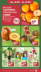 Gazetka promocyjna Aldi Nord - Von Montag - Gazetka - ważna od 21.09 do 21.09.2024 - strona 3 - produkty: aldi, angebot, beutel, blume, blumen, eis, Elan, Feigen, gin, kiwi, kulturtopf, mandarine, mandarinen, ndk, papier, Pfingstrosen, pflanze, reis, rosen, Schal, Schale, Tasche, Ti, topf, tragetasche, ZTE, zwiebel, zwiebeln