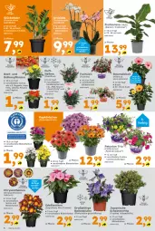 Gazetka promocyjna - Gazetka - ważna od 07.06 do 07.06.2025 - strona 6 - produkty: ball, banane, Begonia, blume, Blüte, calibrachoa, chrysanthemen, dell, edellieschen, Körbchen, orchidee, petunie, petunien, phalaenopsis, rosen, Ti, topf, Yo