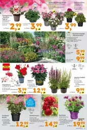 Gazetka promocyjna - Gazetka - ważna od 07.06 do 07.06.2025 - strona 7 - produkty: aveo, beispielabbildung, Blüte, dahlie, dip, eis, elle, Garten, geranie, geranien, käfer, LG, Pelargonium, Ria, rosen, rum, stauden, Ti, topf