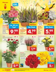 Gazetka promocyjna Netto Marken-Discount - Filial-Angebote - Gazetka - ważna od 09.09 do 09.09.2023 - strona 18 - produkty: Alpenveilchen, bestpreis, blume, blumen, Blüte, eis, hortensie, hortensien, ndk, pflanze, pflanzen, reis, rosen, Ti, topf