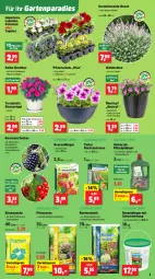 Gazetka promocyjna Thomas Philipps - Gazetka - ważna od 24.05 do 24.05.2025 - strona 3 - produkty: beere, beeren, blume, blumen, blumenerde, Blüte, brombeere, brombeeren, dünger, eis, ente, erde, flüssigdünger, Garten, Gartenpflanze, himbeer, himbeere, himbeeren, johannisbeere, Johannisbeeren, Kraut, lamm, Lobelie, natur, natura, petunie, petunien, pflanze, pflanzen, pflanzerde, rasen, rasendünger, Rauch, reis, rind, rindenmulch, sac, Schal, Schale, Stachelbeeren, Ti, topf, übertopf, Untersetzer, vorteilspreis