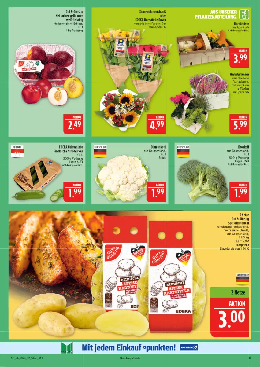 Aktueller Prospekt Marktkauf - Prospekt - von 31.08 bis 06.09.2025 - strona 11 - produkty: blume, blumen, blumenkohl, brokkoli, deka, eis, fleisch, gurke, gurken, kartoffel, kartoffeln, korb, Kürbis, mini-gurken, Nektar, nektarinen, pflanze, pflanzen, reis, Ria, rosen, speisekartoffeln, Ti