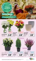 Gazetka promocyjna Lidl - Aktionsprospekt - Gazetka - ważna od 07.10 do 07.10.2023 - strona 49 - produkty: angebot, chrysanthemen, eis, Heidekraut, Konifere, Kraut, LG, pflanze, pflanzen, reis, rosen, Rosenstrauß, Ti, topf, Yo, ZTE