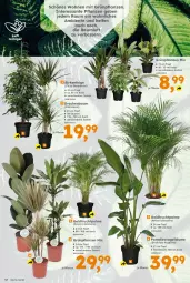 Gazetka promocyjna  - Gazetka - ważna od 10.01 do 10.01.2026 - strona 12 - produkty: Bau, blume, ente, Ficus, frucht, rel, SANTE, topf