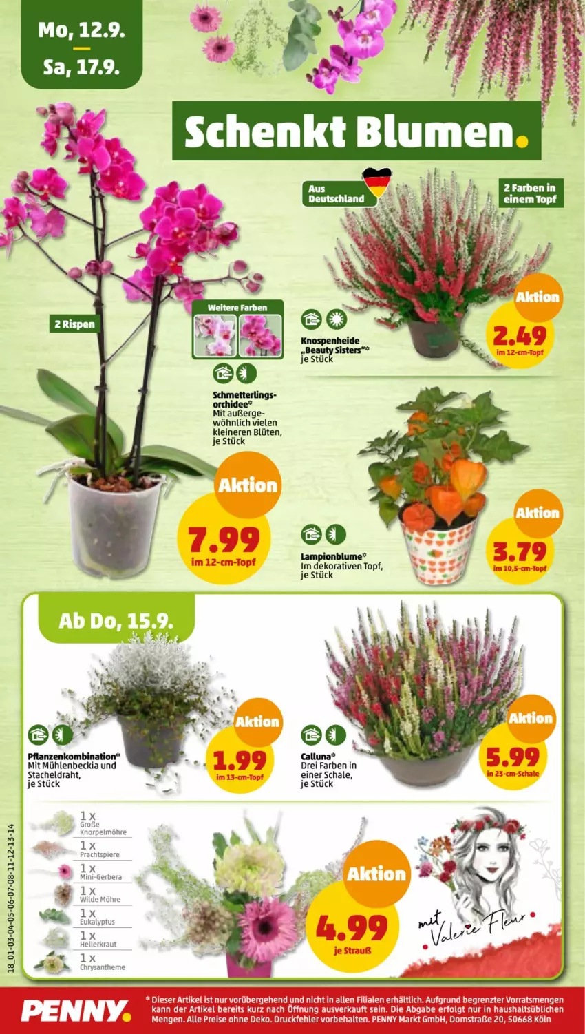 Aktueller Prospekt Penny - Prospekte - von 12.09 bis 17.09.2022 - strona 18 - produkty: blume, Blüte, dell, Draht, eis, elle, Gerber, Kraut, leine, LG, pflanze, pflanzen, reis, Schal, Schale, Ti, topf, Wild, ZTE