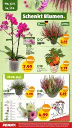 Gazetka promocyjna Penny - Prospekte - Gazetka - ważna od 17.09 do 17.09.2022 - strona 18 - produkty: blume, Blüte, dell, Draht, eis, elle, Gerber, Kraut, leine, LG, pflanze, pflanzen, reis, Schal, Schale, Ti, topf, Wild, ZTE