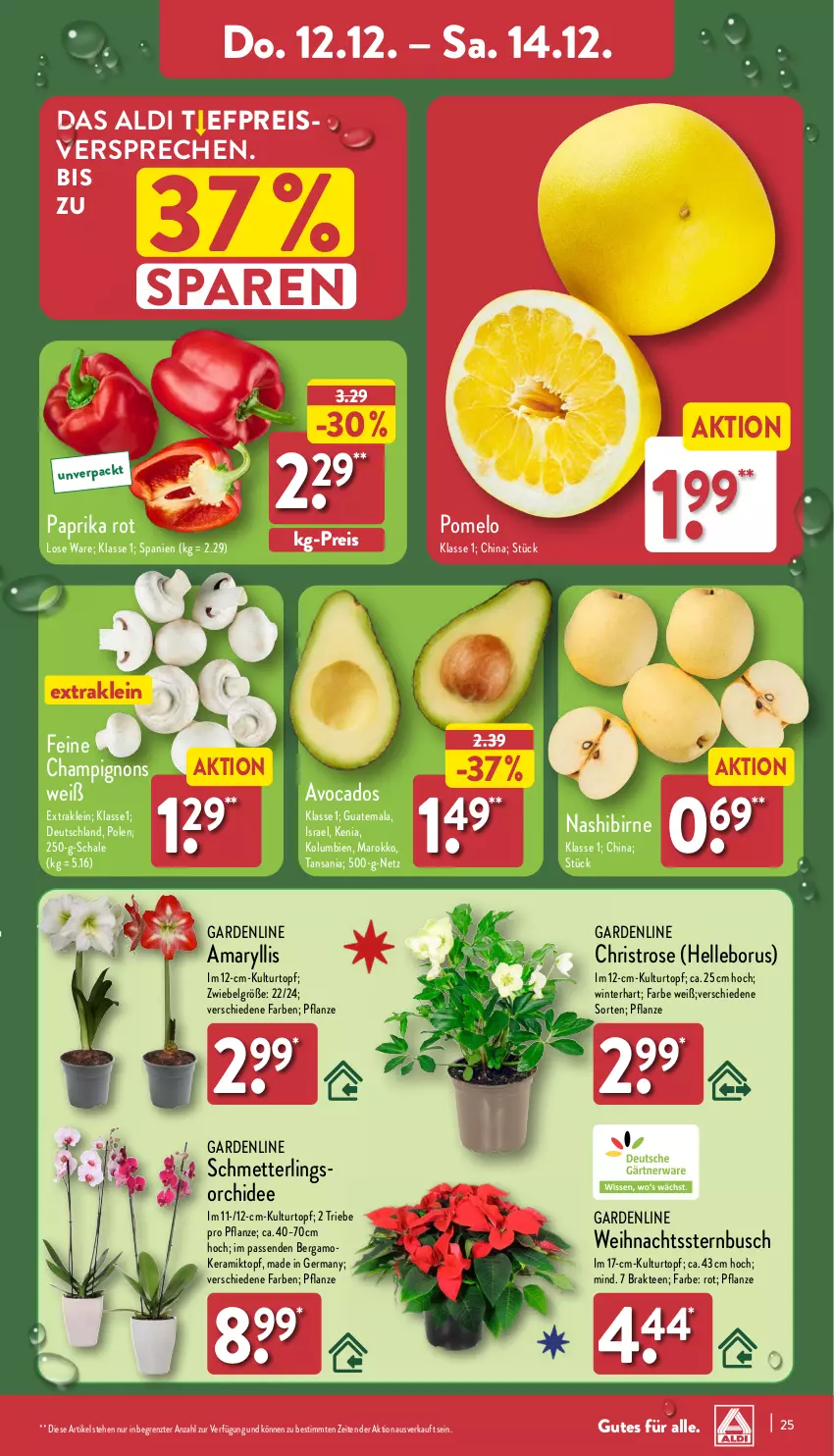 Aktueller Prospekt Aldi Nord - Von Montag - von 09.12 bis 14.12.2024 - strona 25 - produkty: aldi, avocado, avocados, champignon, champignons, eis, elle, Germ, kulturtopf, LG, Mett, Nashi, orchidee, paprika, paprika rot, pflanze, Pomelo, reis, Schal, Schale, Schmetterling, schmetterlingsorchidee, tee, Ti, topf, Weihnachtsstern, ZTE, zwiebel