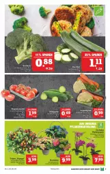 Gazetka promocyjna Marktkauf - Prospekt - Gazetka - ważna od 03.04 do 03.04.2021 - strona 9 - produkty: brokkoli, rispentomaten, Schal, Schale, suppe, suppen, Ti, tomate, tomaten, zucchini