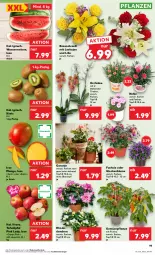 Gazetka promocyjna Kaufland - Prospekt - Gazetka - ważna od 22.05 do 22.05.2024 - strona 19 - produkty: angebot, angebote, blume, frucht, geranie, kiwi, mango, melone, mit frucht, orchidee, pflanze, pflanzen, Pink Lady, rosen, Rosenstrauß, tafeläpfel, Ti, topf, topf ø 12 cm, übertopf, wasser, wassermelone