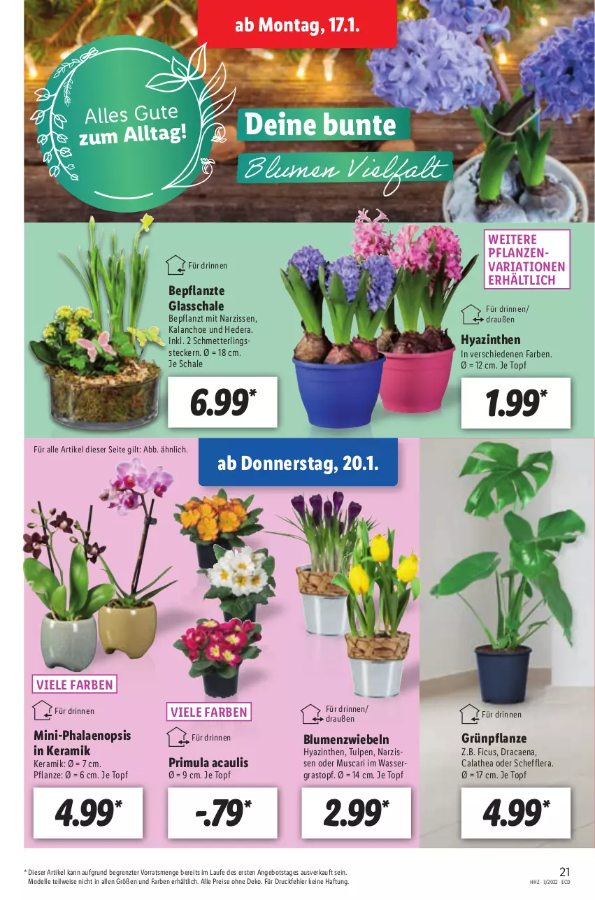 Aktueller Prospekt Lidl - Aktionsprospekt - von 17.01 bis 22.01.2022 - strona 21 - produkty: angebot, blume, blumen, dell, eis, elle, Ficus, Kalanchoe, Mett, Mode, Narzissen, pflanze, pflanzen, phalaenopsis, reis, Ria, Schal, Schale, Schmetterling, Thea, Ti, topf, wasser, ZTE, zwiebel, zwiebeln