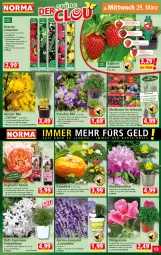 Gazetka promocyjna Norma - Norma - Gazetka - ważna od 03.04 do 03.04.2023 - strona 13 - produkty: apfel, ball, Bau, beere, beeren, brie, brombeere, butter, elle, erdbeere, Erdbeerpflanze, frucht, Garten, geranie, gin, himbeer, himbeere, johannisbeere, kirsch, kirsche, kulturtopf, lavendel, LG, obst, orange, pfirsich, pflanze, pflanzen, pflaume, Ria, rosen, sac, Schal, Schale, stauden, tesa, Ti, topf, übertopf, ZTE