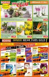 Gazetka promocyjna Norma - Norma - Gazetka - ważna od 03.04 do 03.04.2023 - strona 14 - produkty: Bau, blume, bonbons, creme, dekoration, eier, ente, gin, Holz, Kalanchoe, küche, Küchen, küchentücher, kulturtopf, Narzissen, natur, orchidee, pflanze, pflanzen, phalaenopsis, Pick Up!, rel, rezept, rind, rotkohl, Schal, Schale, schoko, schokolade, snack, snacks, tafelschokolade, Ti, tisch, topf, tücher, Tüte, übertopf, ZTE