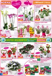 Gazetka promocyjna Norma - Norma - Gazetka - ważna od 14.02 do 14.02.2022 - strona 12 - produkty: Bau, Begonie, blume, blumen, Blüte, Campanula, dahlie, Echinacea, eier, Garten, Gladiolen, Kraut, kulturtopf, lamm, orchidee, pflanze, pflanzen, phalaenopsis, Physalis, Ria, sac, stauden, Ti, topf, übertopf, zwiebel, zwiebeln