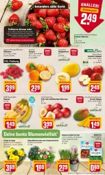 Gazetka promocyjna Rewe - REWE Ihr Kaufpark - Gazetka - ważna od 26.02 do 26.02.2022 - strona 2 - produkty: aktionspreis, ball, banane, bananen, beere, beeren, bier, bio, blume, blumen, dekoration, dessert, eis, erdbeere, erdbeeren, fleisch, himbeer, himbeere, himbeeren, honig, honigmelone, honigmelonen, mac, mango, mangos, melone, melonen, Nektar, nektarinen, orange, orangen, pflanze, pflanzen, reis, rewe beste wahl, rezept, rezepte, salat, Schal, Schale, tafeläpfel, Ti, topf, zwiebel, zwiebeln