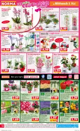 Gazetka promocyjna Norma - Norma - Gazetka - ważna od 13.05 do 13.05.2024 - strona 14 - produkty: Amber, Bebe, beere, beeren, blume, Blüte, brombeere, brombeeren, Campanula, dekoration, eis, elle, frucht, geranie, geranien, gin, gurke, johannisbeere, keks, Kinder, kulturtopf, lachs, lavendel, lebensmittel, leine, longlife, mac, messer, ndk, orange, orchidee, orchideen, paprika, perlen, pflanze, pflanzen, phalaenopsis, reis, rosen, Schal, Schale, Ti, tomate, topf, Tüte, übertopf, wasser, zitrone, ZTE, zucker