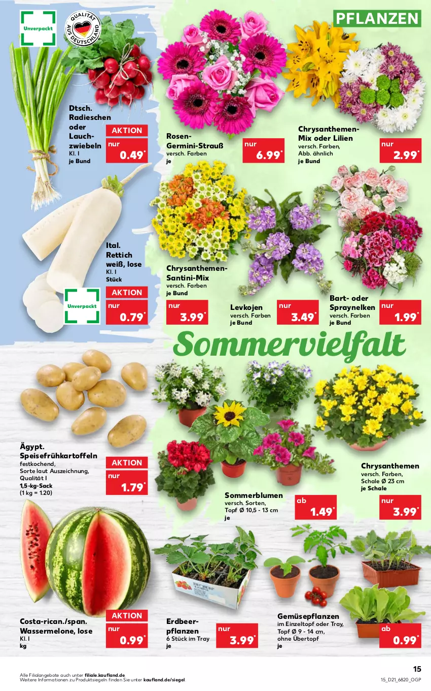 Aktueller Prospekt Kaufland - von 27.05 bis 01.06.2022 - strona 15 - produkty: angebot, angebote, blume, blumen, chrysanthemen, eis, Erdbeerpflanze, Frühkartoffeln, Germ, kartoffel, kartoffeln, melone, pflanze, pflanzen, radieschen, Rettich, rosen, sac, Schal, Schale, speisefrühkartoffeln, Ti, topf, übertopf, wasser, wassermelone, Zelt, zwiebel, zwiebeln