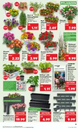 Gazetka promocyjna Kaufland - Prospekt - Gazetka - ważna od 24.04 do 24.04.2024 - strona 19 - produkty: angebot, angebote, apfel, aprikose, balkonpflanzen, Bau, Beetumrandung, blume, blumen, blumenerde, Brei, elle, erde, geranie, kirsch, kirsche, kräuter, obst, pflanze, pflanzen, pflaume, Rauch, Ria, Spezi, Ti, tisch, topf, topf ø 12 cm, wasser, Zelt