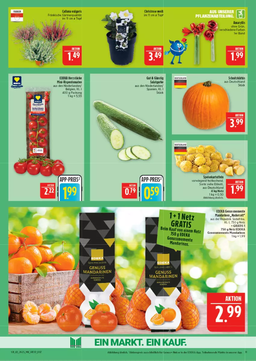 Aktueller Prospekt Marktkauf - Prospekt - von 19.10 bis 25.10.2025 - strona 11 - produkty: aktionspreis, deka, eis, ente, kartoffel, kartoffeln, Kürbis, LG, mandarine, mandarinen, mini-rispentomaten, nuss, reis, rispentomaten, salat, speisekartoffeln, Ti, tomate, tomaten, topf, Yo