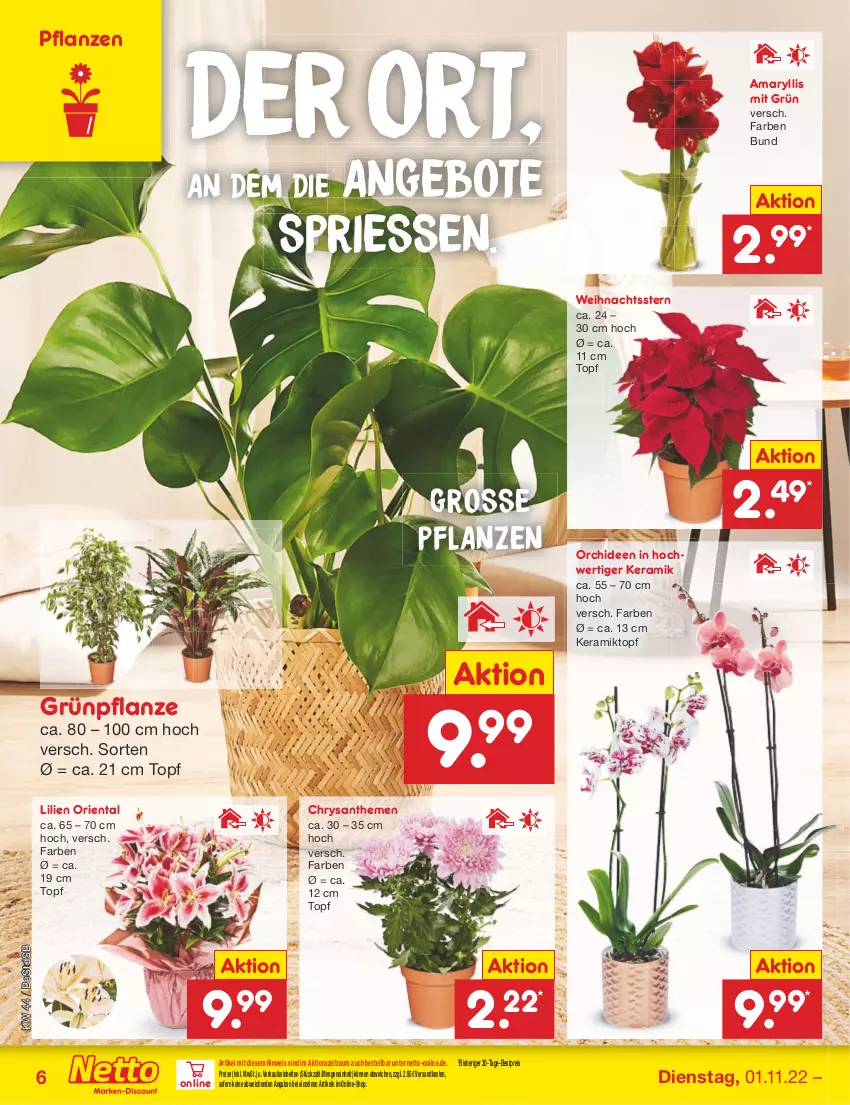 Aktueller Prospekt Netto Marken-Discount - Filial-Angebote - von 01.11 bis 05.11.2022 - strona 6 - produkty: angebot, angebote, bestpreis, chrysanthemen, eis, ndk, orchidee, orchideen, pflanze, pflanzen, reis, Ti, topf, Weihnachtsstern