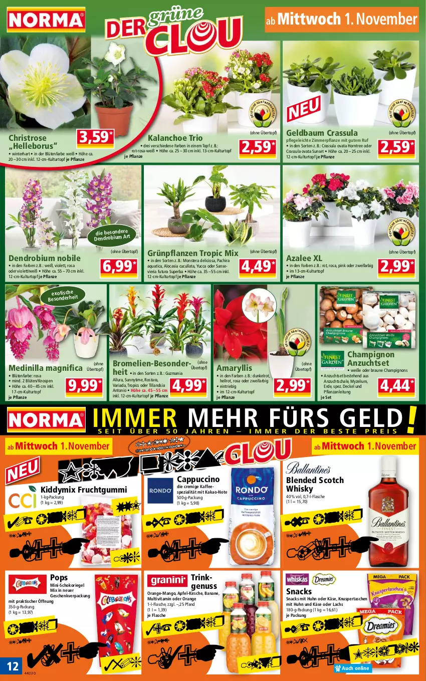 Aktueller Prospekt Norma - Norma - von 30.10 bis 06.11.2023 - strona 12 - produkty: apfel, aqua, banane, Bau, blended scotch, blended scotch whisky, Blüte, braun, Bromelie, Cap, cappuccino, champignon, champignons, cin, decke, Deckel, elle, erde, flasche, frucht, fruchtgummi, Grünpflanzen, kaffee, kakao, Kalanchoe, Käse, kirsch, kirsche, kulturtopf, lachs, mango, monster, Monstera, nuss, orange, Pachira, pflanze, pflanzen, Ria, riegel, Schal, Schale, schoko, schokoriegel, scotch, scotch whisky, snack, snacks, Spezi, Tasche, taschen, Ti, tisch, topf, übertopf, vita, whisky