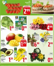 Gazetka promocyjna Edeka - Prospekte - Gazetka - ważna od 18.01 do 18.01.2025 - strona 7 - produkty: Anhänger, avocado, banane, bananen, bio, cola, mango, Narzissen, Primeln, rosen, rucola, topf