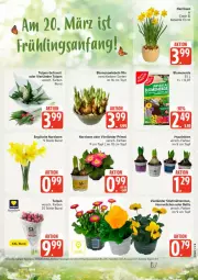 Gazetka promocyjna Edeka - Prospekte - Gazetka - ważna od 21.03 do 21.03.2026 - strona 5 - produkty: blume, blumen, blumenerde, erde, Narzissen, Ti, topf, zwiebel, zwiebeln