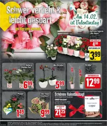 Gazetka promocyjna Edeka - Prospekte - Gazetka - ważna od 10.02 do 10.02.2024 - strona 20 - produkty: angebot, bier, deka, eier, eis, LG, orchidee, reis, Ria, rosen, Ti, topf, ZTE