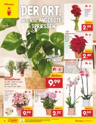 Gazetka promocyjna Netto Marken-Discount - Filial-Angebote - Gazetka - ważna od 05.11 do 05.11.2022 - strona 6 - produkty: angebot, angebote, bestpreis, chrysanthemen, eis, ndk, orchidee, orchideen, pflanze, pflanzen, reis, Ti, topf, usb, Weihnachtsstern