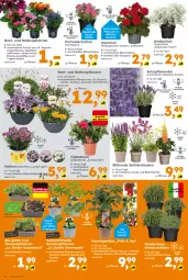 Gazetka promocyjna - Gazetka - ważna od 17.05 do 17.05.2025 - strona 6 - produkty: aubergine, auer, balkonpflanzen, Begonia, bio, Blüte, chili, dip, dipladenia, frucht, geranie, geranien, gewürz, gin, gurke, gurken, kräuter, lavendel, milch, mit frucht, paprika, Pelargonium, pflanze, pflanzen, Ria, salat, Schal, Schale, stauden, Ti, tomate, tomaten, topf, und gemüse, zucchini
