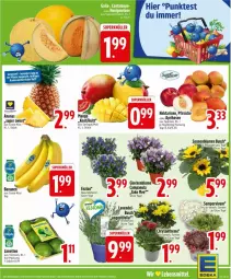 Gazetka promocyjna Edeka - Prospekte - Gazetka - ważna od 19.07 do 19.07.2025 - strona 7 - produkty: ananas, aprikose, aprikosen, banane, bananen, blume, blumen, Campanula, limette, limetten, mango, Mett, metten, Nektar, nektarinen, nuss, pflanze, pflanzen, Sempervivum, sonnenblume, sonnenblumen, Ti, topf